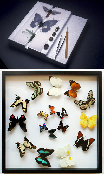 butterfly setting and preservation